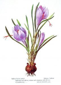Nguồn gốc của nhụy hoa nghệ tây Saffron